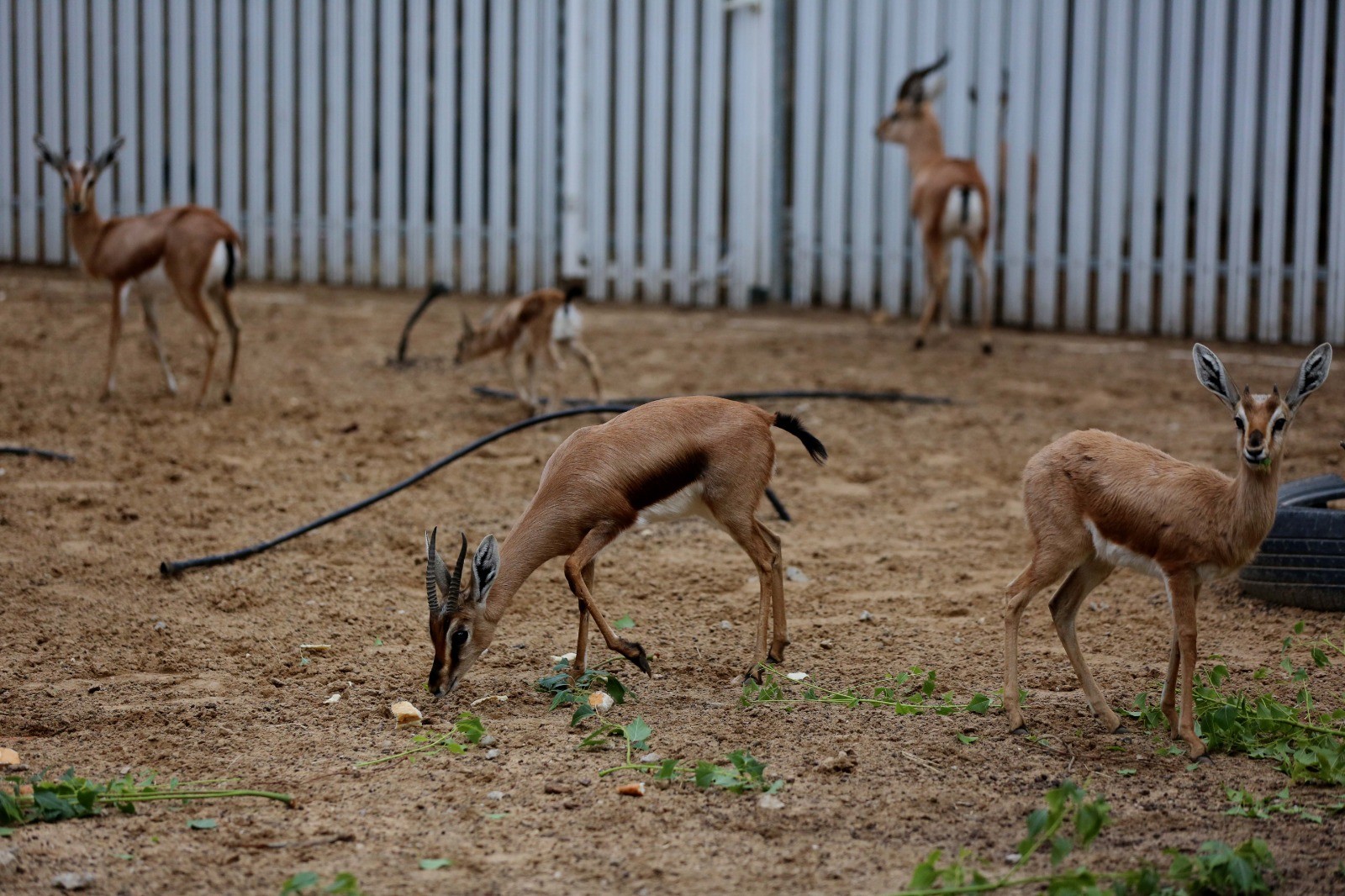 Image with missing alt attribute found on paltoday.ps