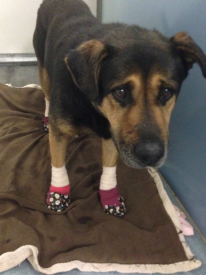 Image with missing alt attribute found on localstack.com