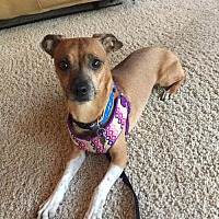 Image with missing alt attribute found on petsmartcharities.org