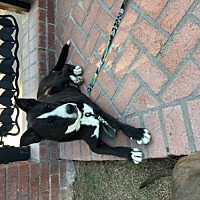 Image with missing alt attribute found on petsmartcharities.org