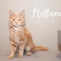 Image with missing alt attribute found on petsmartcharities.org