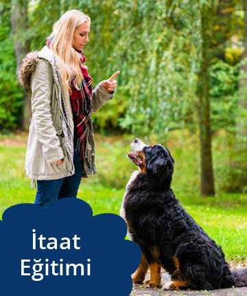 köpek itaat eğitimi