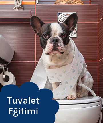 Köpeklerde Tuvalet Eğitimi