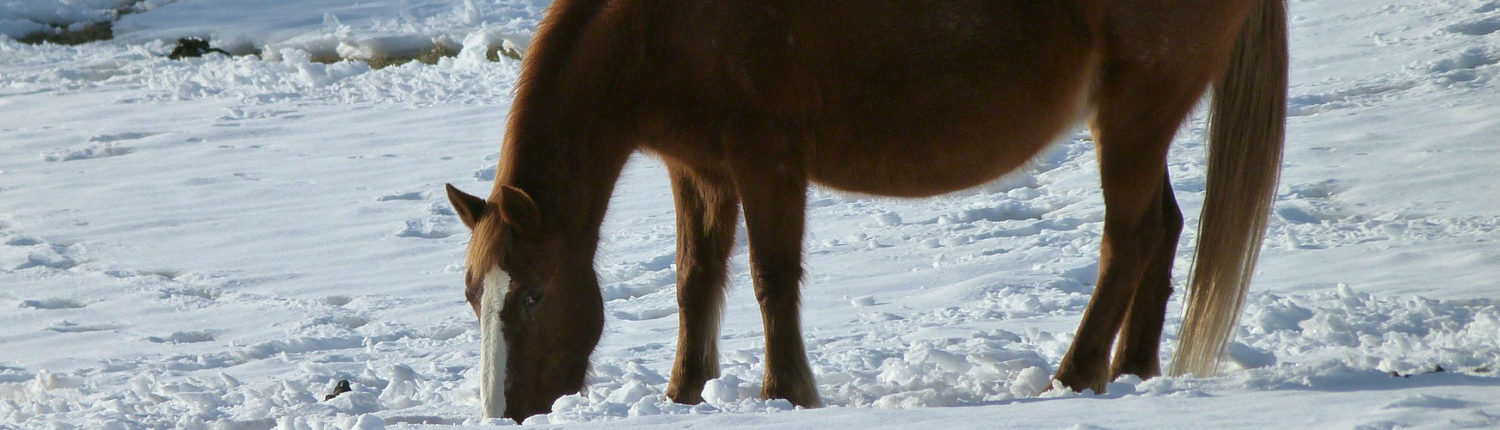 Image with missing alt attribute found on petrescuereport.com