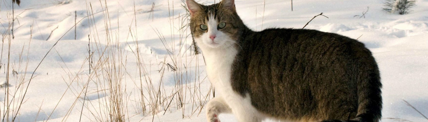 Image with missing alt attribute found on petrescuereport.com