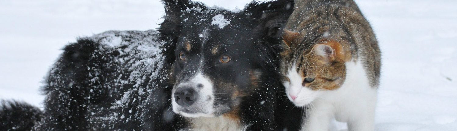 Image with missing alt attribute found on petrescuereport.com