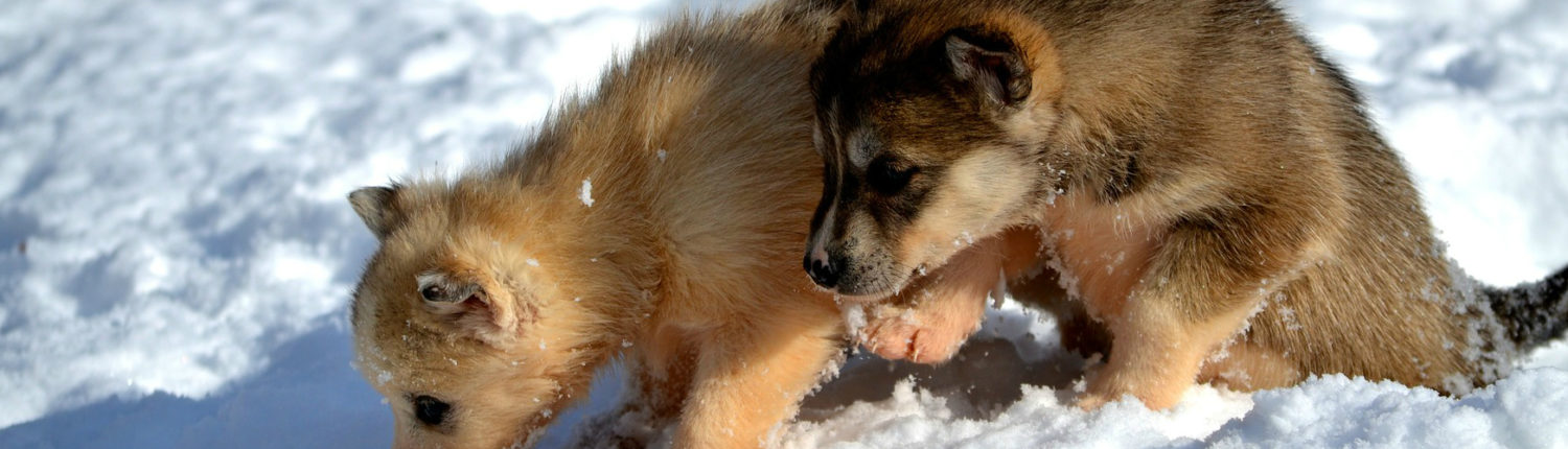 Image with missing alt attribute found on petrescuereport.com