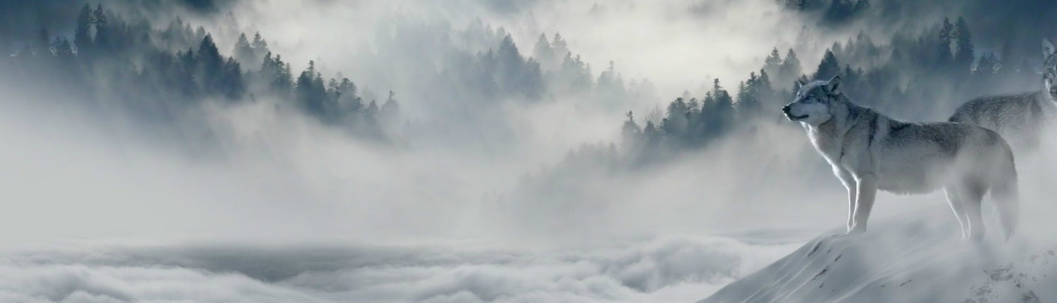 Image with missing alt attribute found on petrescuereport.com