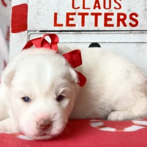 Image with missing alt attribute found on puppyspot.com