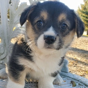 Image with missing alt attribute found on pupcdn.com