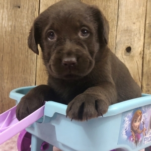 Image with missing alt attribute found on pupcdn.com