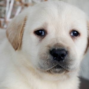 Image with missing alt attribute found on pupcdn.com