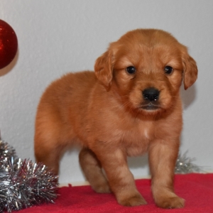 Image with missing alt attribute found on puppyspot.com