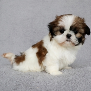 Image with missing alt attribute found on pupcdn.com