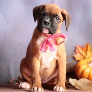 Image with missing alt attribute found on pupcdn.com