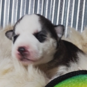 Image with missing alt attribute found on pupcdn.com