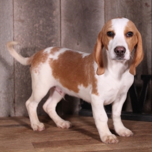 Image with missing alt attribute found on pupcdn.com