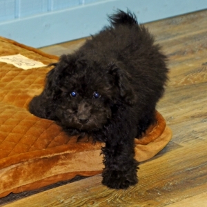 Image with missing alt attribute found on pupcdn.com