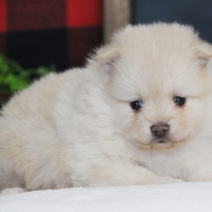 Image with missing alt attribute found on pupcdn.com