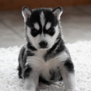 Image with missing alt attribute found on pupcdn.com