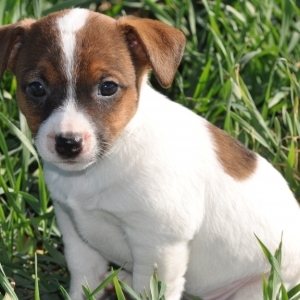 Image with missing alt attribute found on puppyspot.com