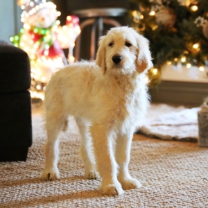 Image with missing alt attribute found on puppyspot.com