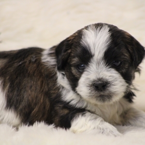 Image with missing alt attribute found on puppyspot.com