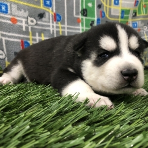 Image with missing alt attribute found on puppyspot.com