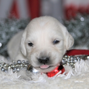 Image with missing alt attribute found on puppyspot.com