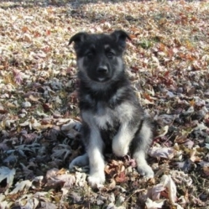 Image with missing alt attribute found on pupcdn.com