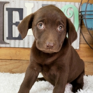 Image with missing alt attribute found on pupcdn.com