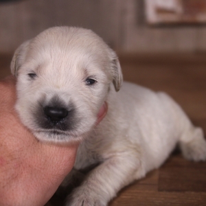 Image with missing alt attribute found on pupcdn.com