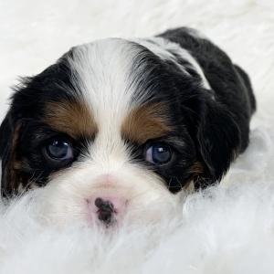 Image with missing alt attribute found on puppyspot.com