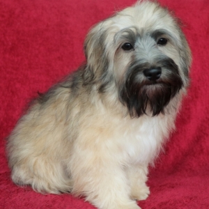 Image with missing alt attribute found on puppyspot.com