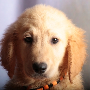 Image with missing alt attribute found on pupcdn.com