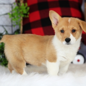 Image with missing alt attribute found on pupcdn.com