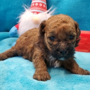 Image with missing alt attribute found on pupcdn.com