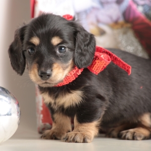 Image with missing alt attribute found on puppyspot.com