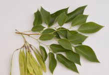 Image with missing alt attribute found on botanichka.ru