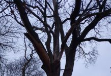 Image with missing alt attribute found on botanichka.ru