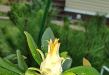 Image with missing alt attribute found on botanichka.ru