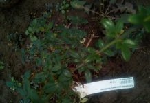 Image with missing alt attribute found on botanichka.ru