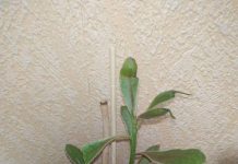 Image with missing alt attribute found on botanichka.ru