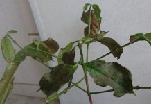 Image with missing alt attribute found on botanichka.ru