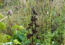 Image with missing alt attribute found on botanichka.ru