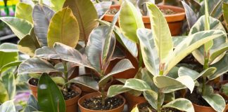 Выбираем идеальный комнатный фикус