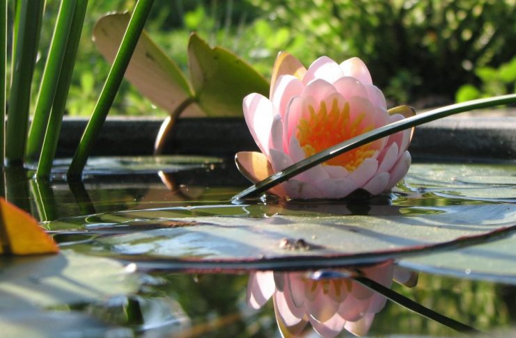 Мини-водоём для нимфеи — это просто