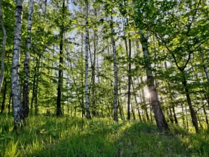 Image with missing alt attribute found on pietruszewzgorze.pl