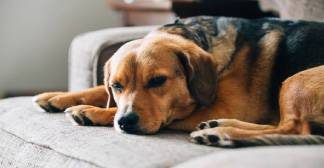 Image with missing alt attribute found on pinchofyum.com