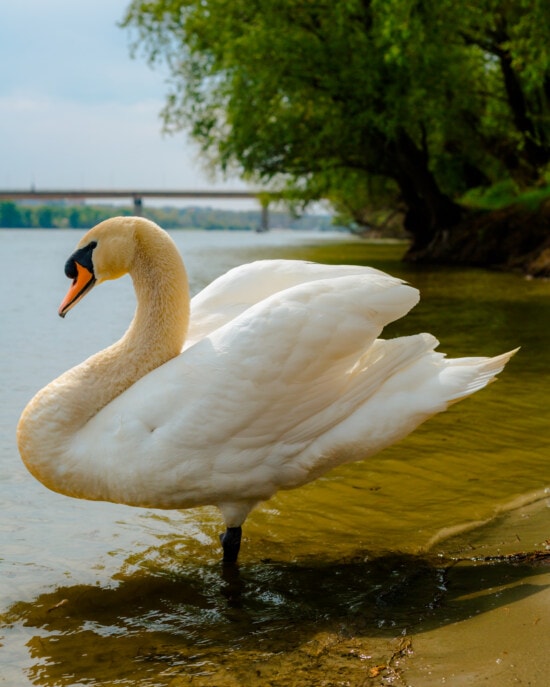 swan, close-up, necklace, animal, grace, bird, beach, water, pond, lake